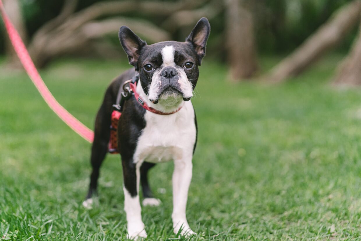 Home Northeast Boston Terrier Rescue