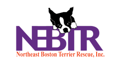 Northeast Boston Terrier Rescue