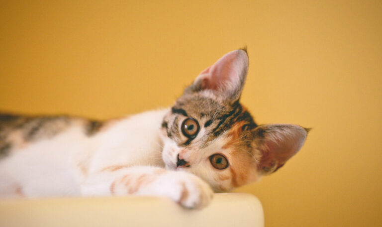Injured City Kitten Is Now Safe in Our Hands