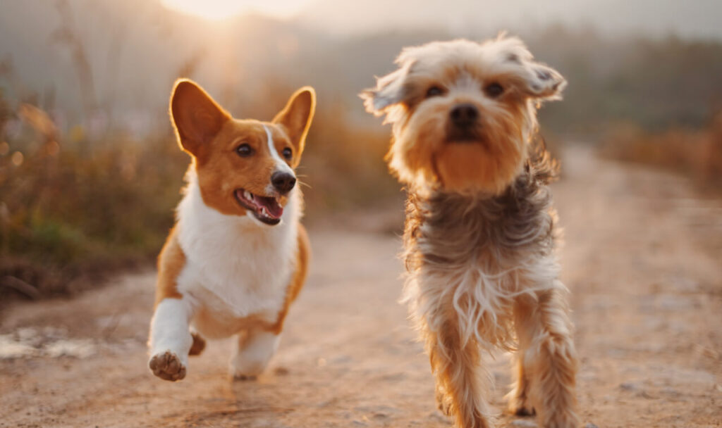 Fifty-Seven Animals Saved From Cruelty