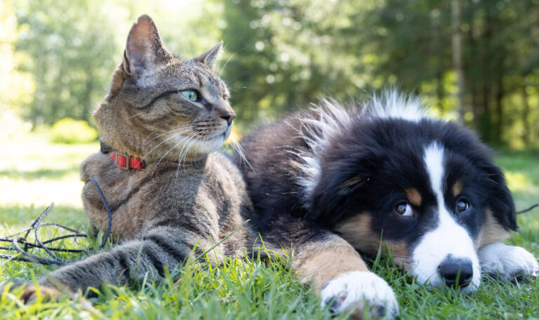 Animal Rescue After Hurricane Ian