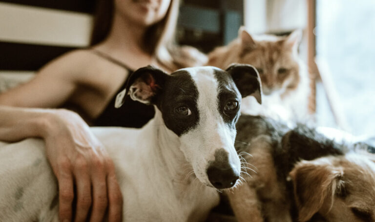 How to Help Animals in Ukraine ?