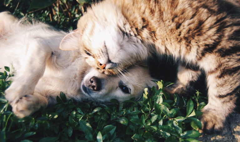 Is It Better to Buy or Adopt a Dog?