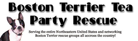 Thanks Boston Terrier Tea Party Rescue