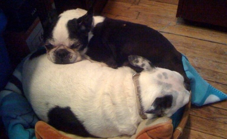 In Memory of Miss Patsy and Brooke