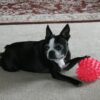 In Memory of Scout and Bailey