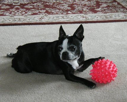 In Memory of Scout and Bailey