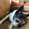 In Memory of Bella Goldstein