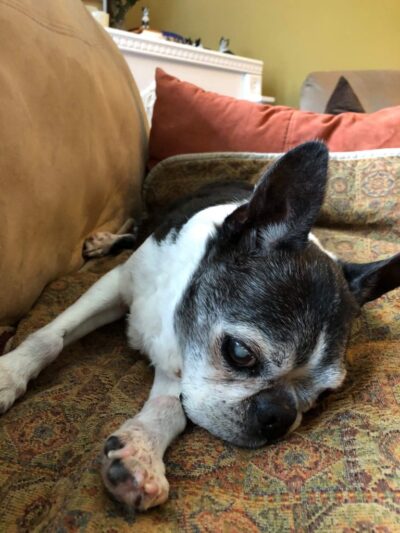 In Memory of Bella Goldstein