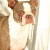 In Memory of Molly Belle