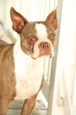 In Memory of Molly Belle