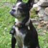 In Memory of Molly Moo