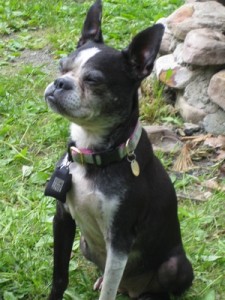 In Memory of Molly Moo