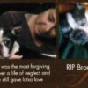 In Memory of Brody
