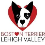 Boston Terrier Lehigh Valley