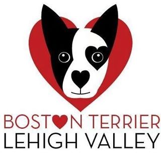 Boston Terrier Lehigh Valley