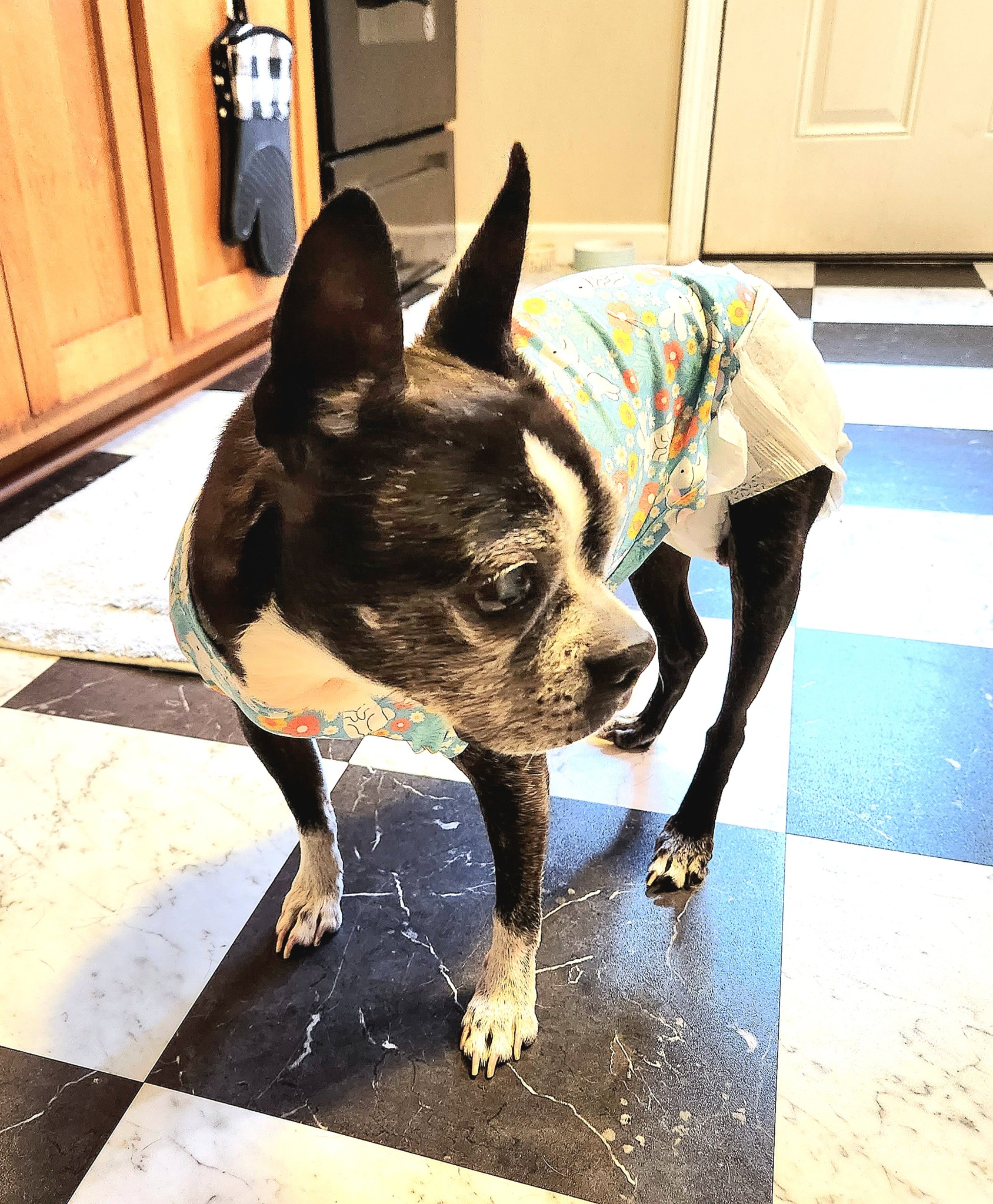 Please Help Colette - Northeast Boston Terrier Rescue