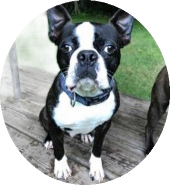 Home - Northeast Boston Terrier Rescue